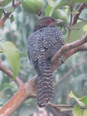 Eudynamys scolopaceus
