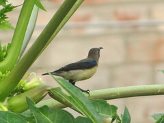 Cinnyris asiaticus