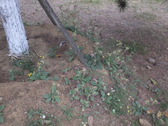 Rehmannia glutinosa