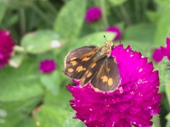 Taractrocera luzonensis