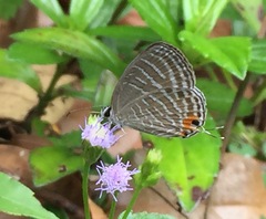 Jamides celeno aelianus