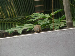 Argya striata