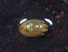 Naucoridae