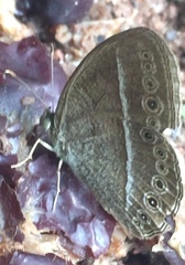 Mycalesis janardana