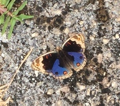 Junonia orithya wallacei