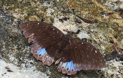 Lexias pardalis dirteana