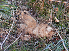 Nyctereutes viverrinus