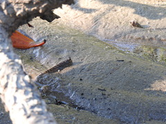 Periophthalmus argentilineatus