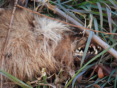 Nyctereutes viverrinus