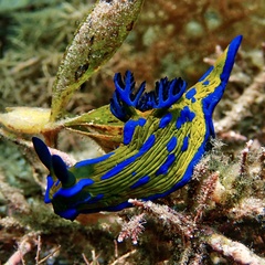 Tambja verconis