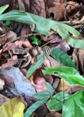 Ragadia makuta siponta