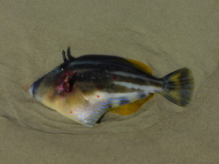 Meuschenia australis