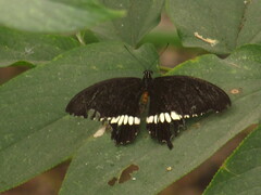 Papilio polytes