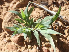 Tragus berteronianus