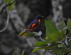 Pericrocotus flammeus