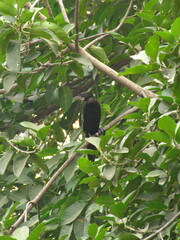 Phalacrocoracidae