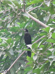 Phalacrocoracidae