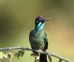 Eugenes spectabilis
