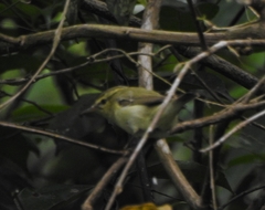 Phylloscopus nitidus