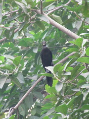 Phalacrocoracidae