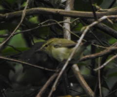 Phylloscopus nitidus