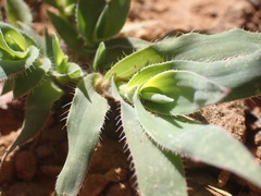 Tragus berteronianus