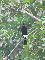 Phalacrocoracidae