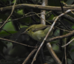 Phylloscopus nitidus