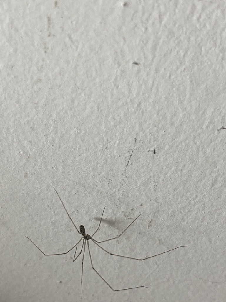 Pholcus ornatus