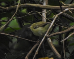 Phylloscopus nitidus