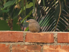 Argya striata