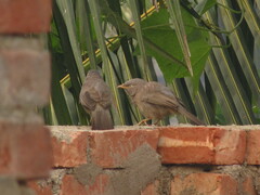 Argya striata