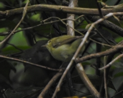Phylloscopus nitidus