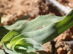 Tragus berteronianus