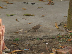 Argya striata