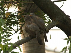 Argya striata