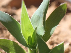 Tragus berteronianus