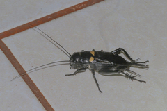 Gryllus bimaculatus