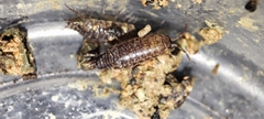 Chaetophiloscia hastata
