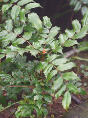 Berberis japonica