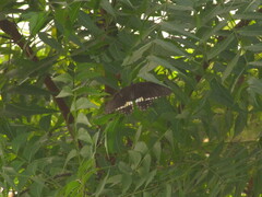 Papilio polytes