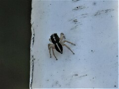 Heliophanus pistaciae