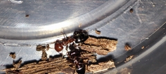 Crematogaster