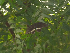 Papilio polytes