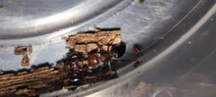 Crematogaster
