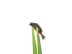Pycnonotus cafer