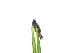 Pycnonotus cafer
