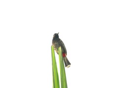 Pycnonotus cafer