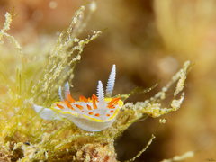 Diaphorodoris papillata