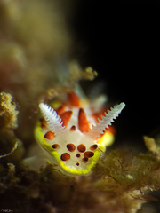 Diaphorodoris papillata